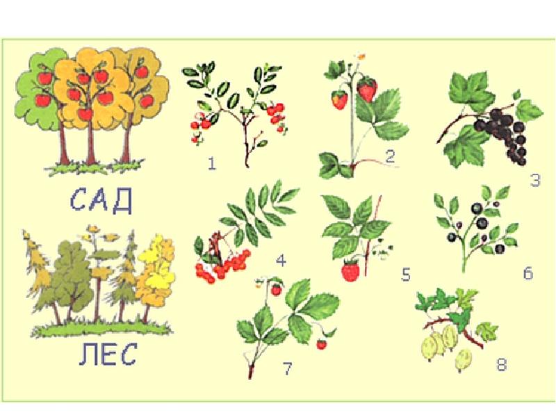 Что растет в лесу картинки для детей