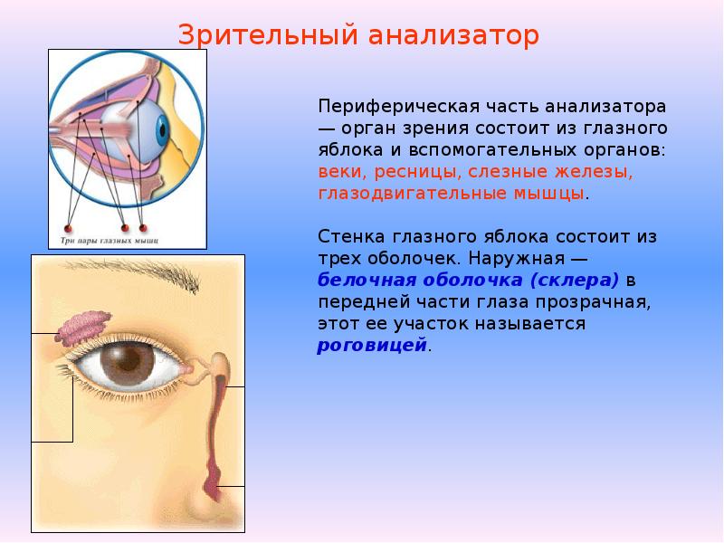 Глаз глазное яблоко вспомогательный аппарат