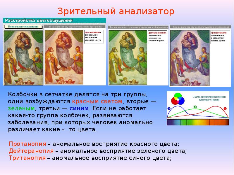 Органы чувств и анализаторы 8 класс презентация