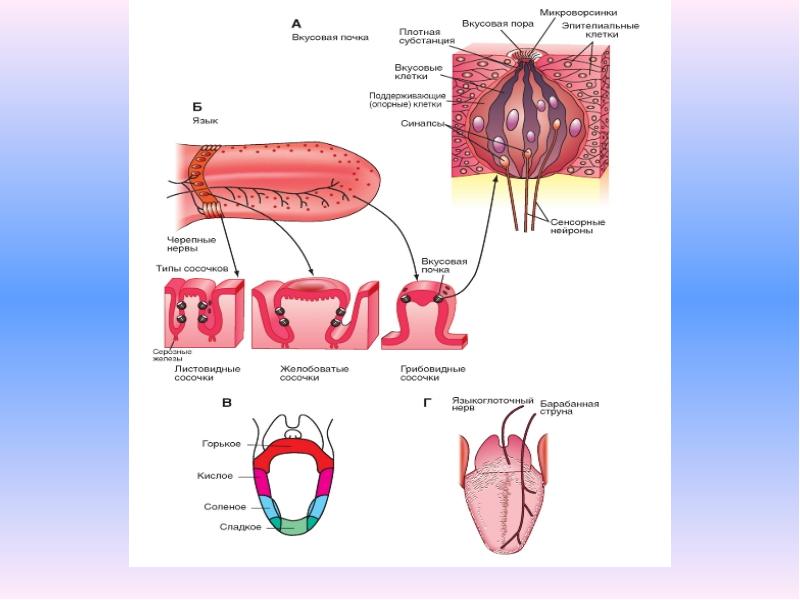 Вкусовой анализатор анатомия схема