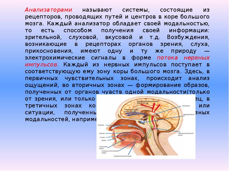 8 анализаторов. Анализаторы биология 8 класс. Анализаторы (сенсорные системы) состоят из … Частей. Анализаторы. Органы чувств, их роль в организме.. Анализаторы человека 8 класс.