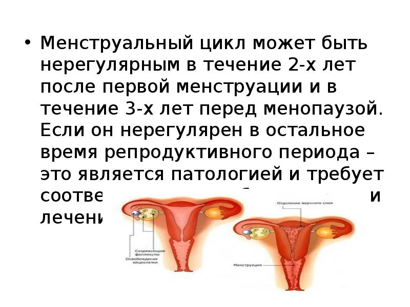 Менструальный цикл может быть нерегулярным в течение 2-х лет после первой