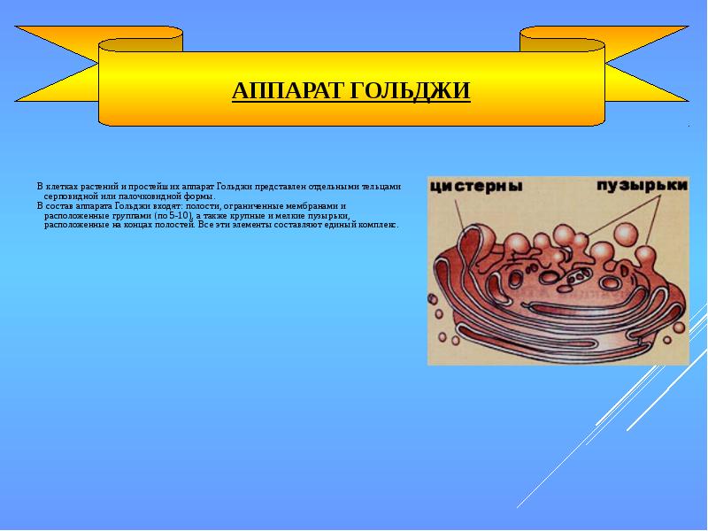 комплекс гольджи в растительной клетке. строение аппарата гольджи животной клетки. пластинчатый комплекс гольджи функции гистология. комплекс гольджи в растительной клетке. клеточная мембрана аппарата гольджи.
