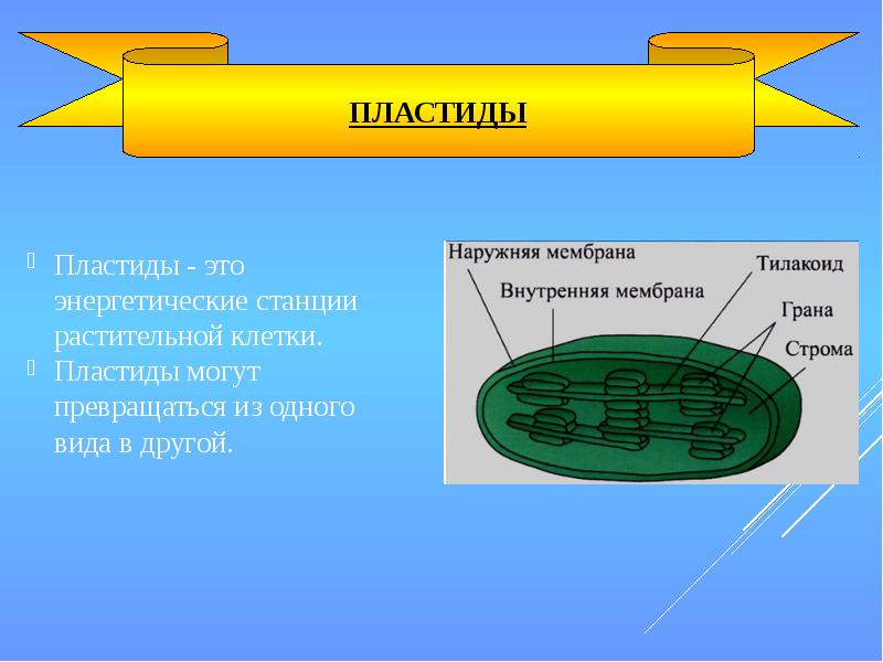 Пластиды виды