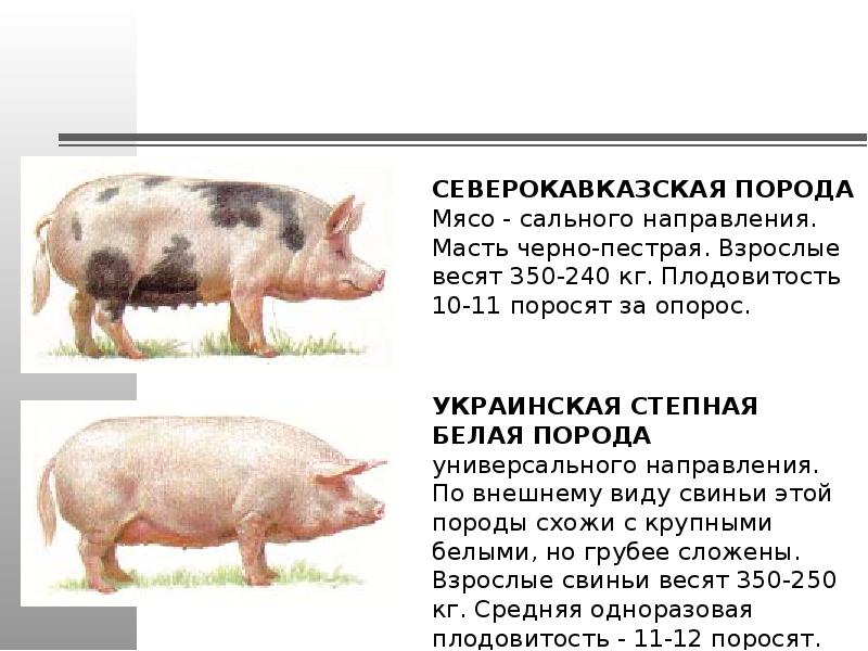 Направление пород свиней. Породы свиней мясные беконные сальные. Породы поросят мясо сальной породы. Породы свиней мясо сального направления. Породы свиней для мясного откорма.
