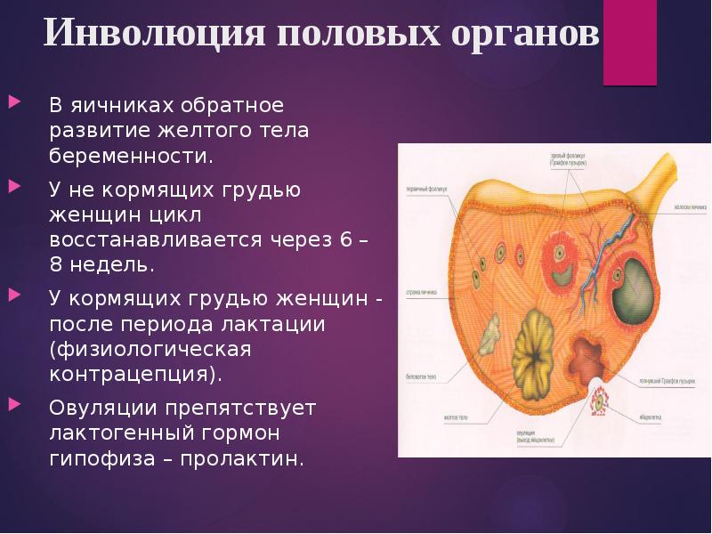 Послеродовой период акушерство презентация