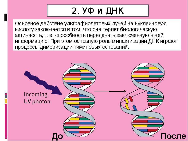 Качество днк. Влияние ультрафиолета на ДНК.