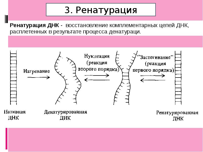 антитела к днк. схема процесса восстановления нативной структуры днк. антитела к двуспиральной днк 2. нативная днк. нативная днк.
