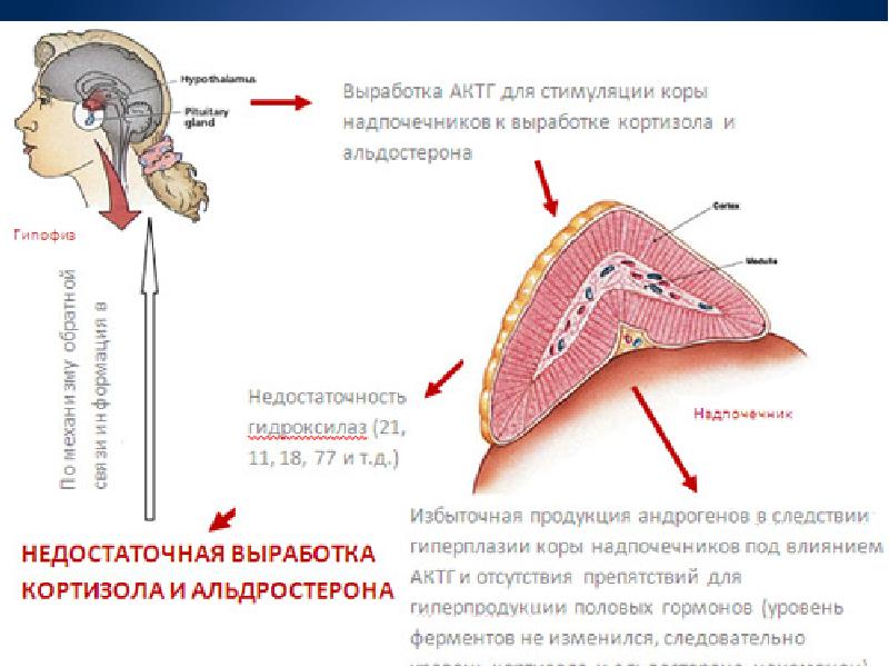 Как влияют надпочечники на выпадение волос