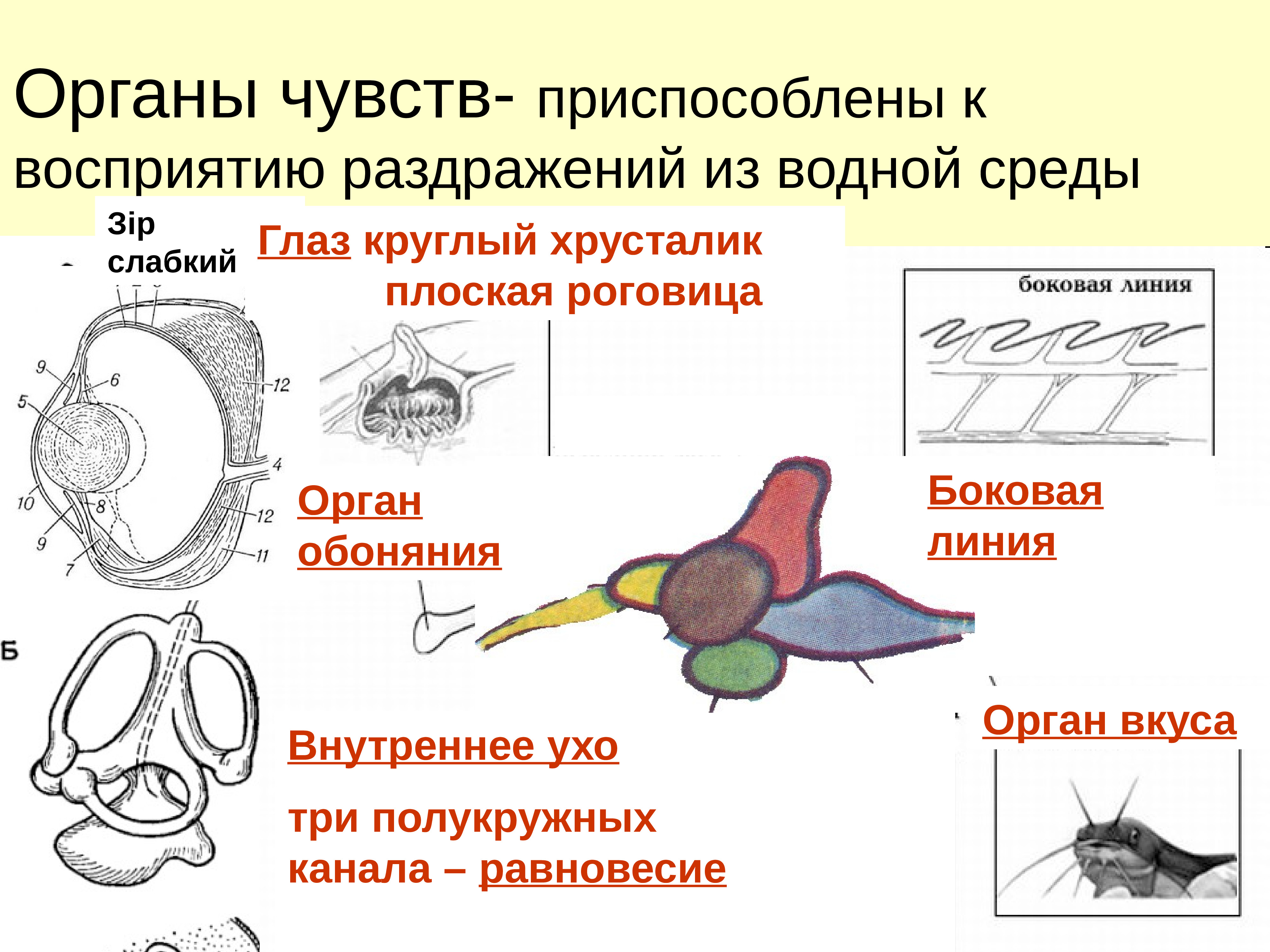 Обоняние у пресмыкающихся. Органы чувств. Органы чувств птиц. Строение органов чувств. Органы чувств рептилий.