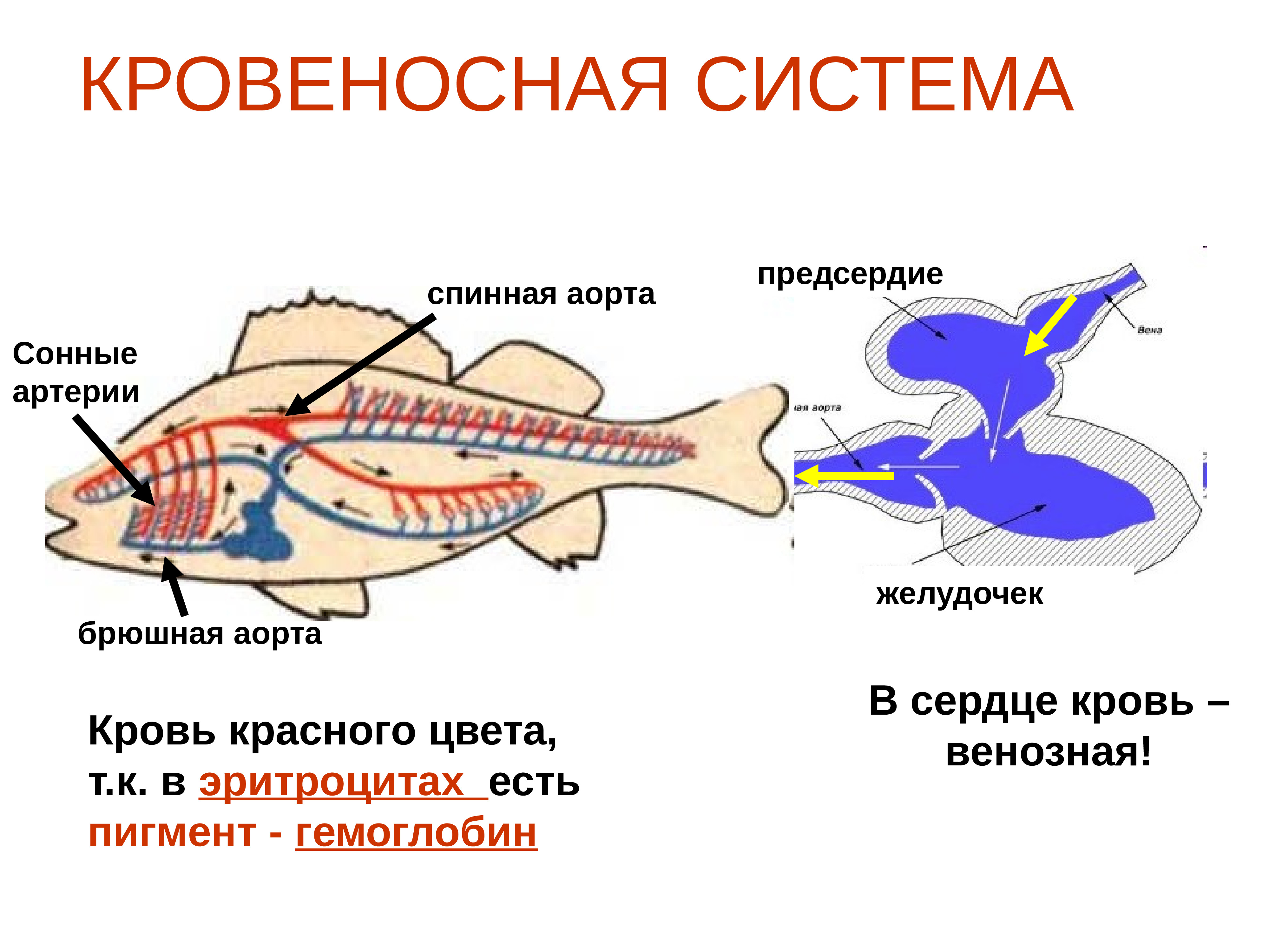 Сердце рыбы