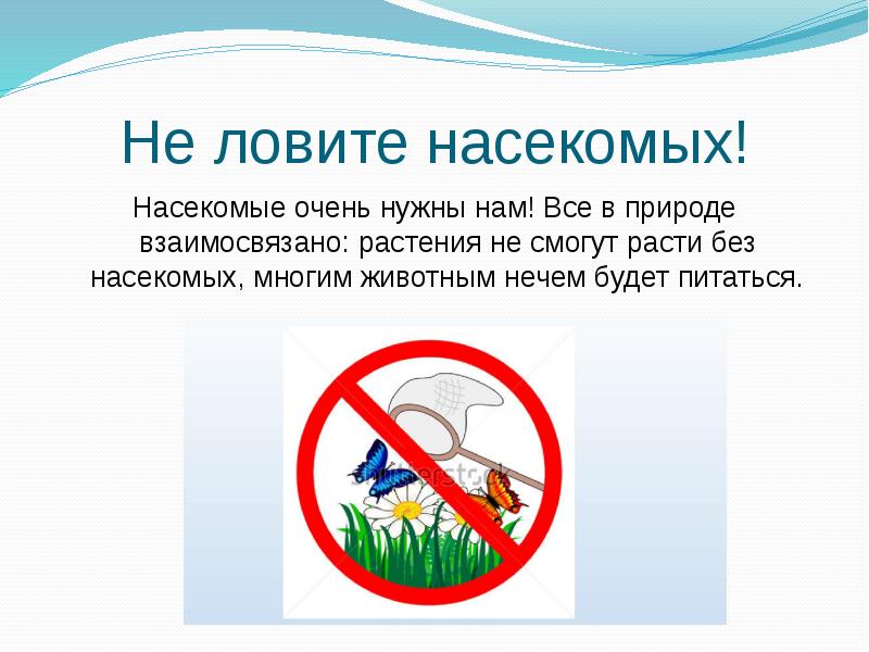 В природе можно встреть в. Не ловите насекомых. Правила поведения не лови насекомых. Не лови насекомых знак. Нельзя ловить насекомых.