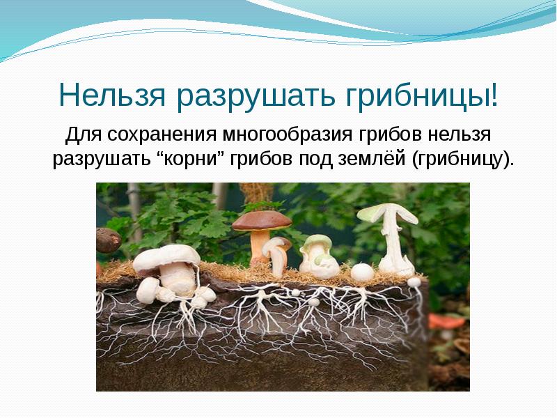 Корни грибов как называется. Корни грибов мицелий. Грибница корни грибов. Грибы мицелий корни. Грибница мицелий.