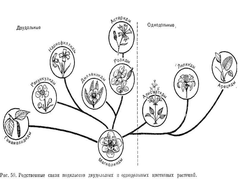 Схема семейства однодольных