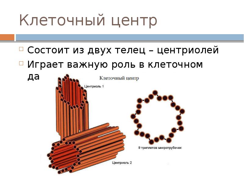 Презентация клеточный центр