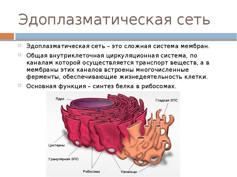 Сеть мембран. Мембранная циркуляторная система клетки. Единая внутриклеточная мембранная сеть. Единая циркуляторная система клетки. Внутриклеточные нити функции.