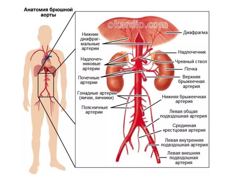 Самая крупная артерия. Ветви брюшной части аорты схема. Артерии брюшной полости схема. Анатомия абдоминального отдела аорты и ее висцеральных ветвей. Брюшная часть аорты анатомия.