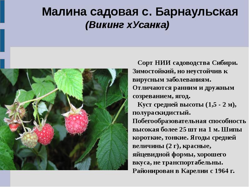 Сорта малинового дерева фото с названием и описанием