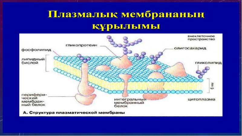 Биологиялық мембраналар презентация