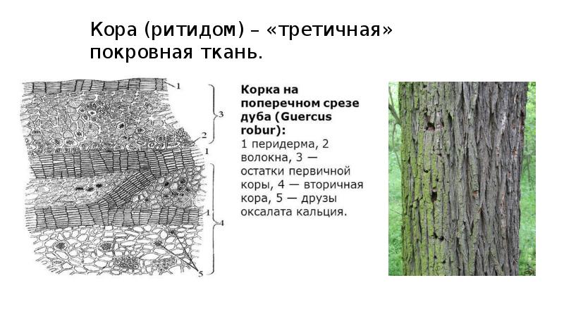 Строение корки схема