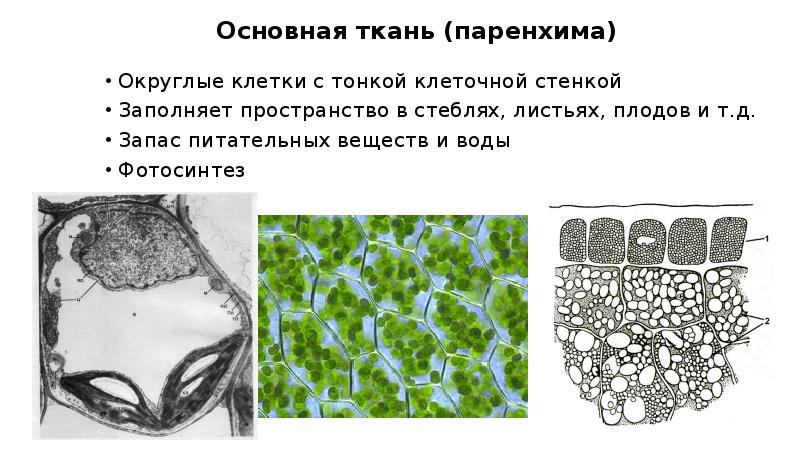 Как выглядит запасающая ткань. Основная ткань паренхима. Паренхима тканевый состав. Клетки паренхимы. Паренхима ткань растений.