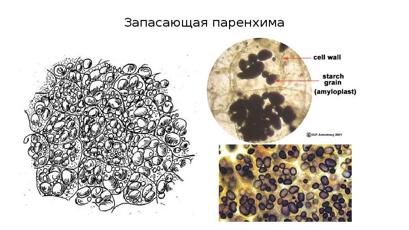 Как выглядит запасающая ткань. Запасающая паренхима ткань растений. Запасающая паренхима клубня картофеля клетки запасающей паренхимы. Клетки запасающей ткани растений. Запасающая паренхима клубня картофеля под микроскопом.