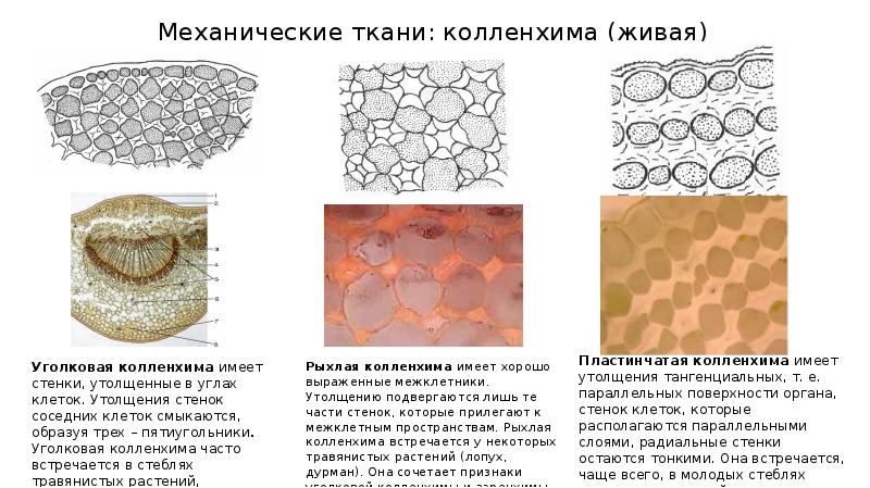 Ткани растений презентация 11 класс