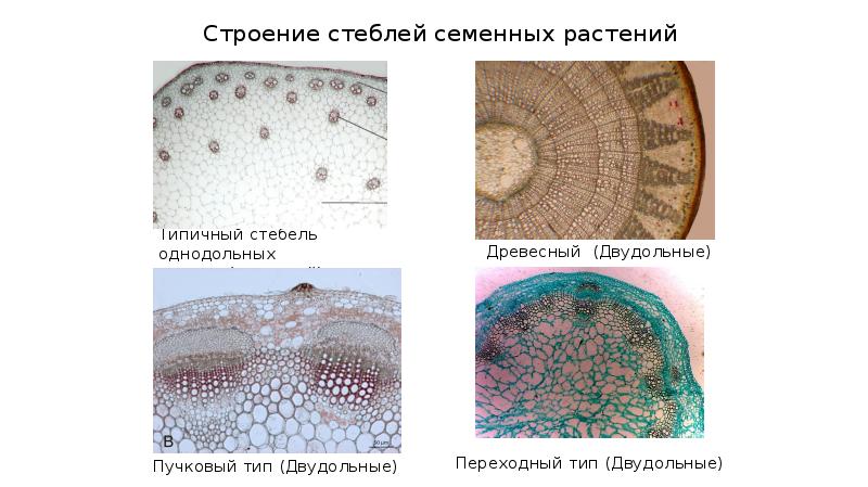 Строение стебля презентация