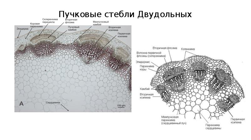 Первичное строение стебля двудольных. Поперечный срез стебля строение. Срез стебля хвоща. Строение стебля непучкового типа на примере льна.