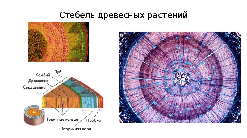 Ткани растений презентация 11 класс