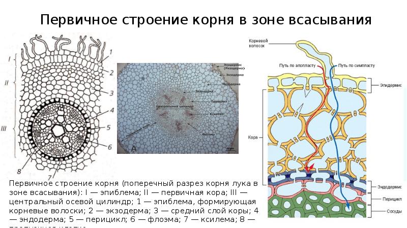 Сергей рассматривал под микроскопом участок корня и сделал рисунок