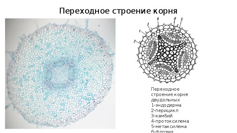 Схема изменений в корне двудольных растений при появлении камбия в результате вторичных изменений