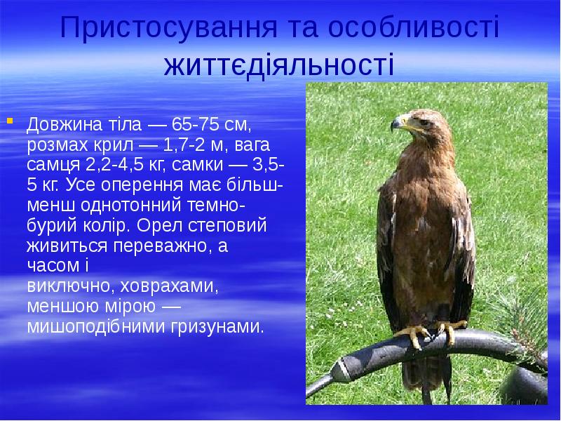 Пристосування та особливості життєдіяльності Довжина тіла&nbsp;— 65-75 см, розмах&nbsp;крил&nbsp;— 1,7-2 м,