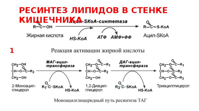 Липидов кислота