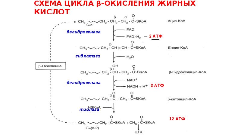 Окисление кислот. Схема бета окисления ненасыщенных жирных кислот. Схема бета окисления жирных кислот. Энергетический выход бета окисления жирных кислот. Биологическая роль бета окисления жирных кислот.