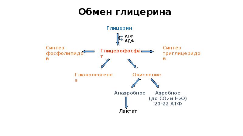 Липиды образуются из глицерина