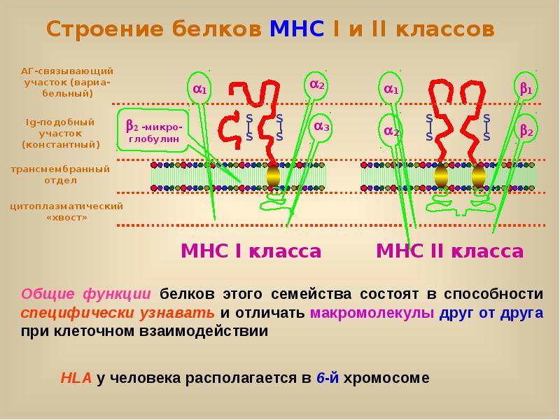 Рассмотрите схему защитной реакции организма человека дайте название этому явлению