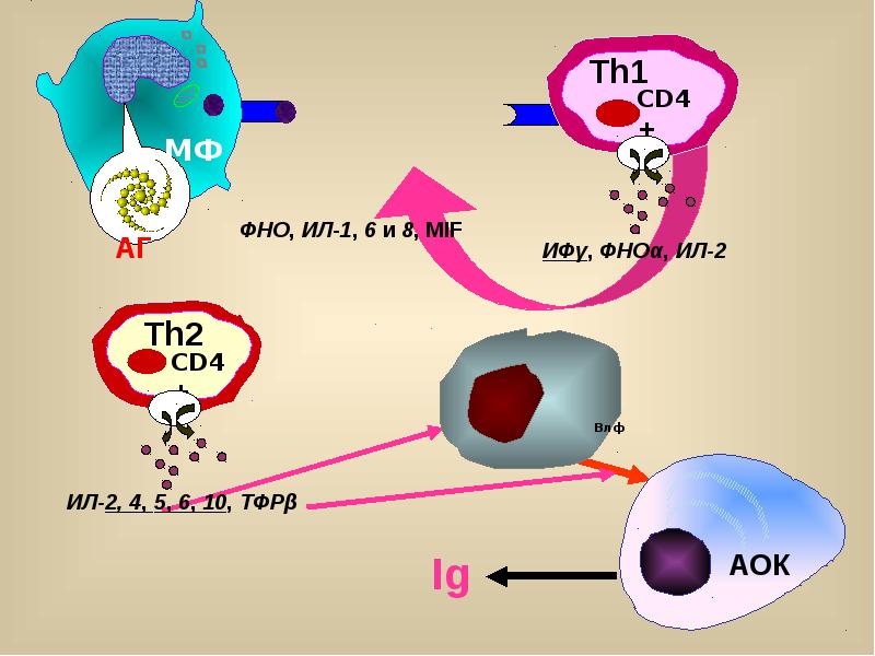 Защитная реакция. Факторы некроза опухолей рецепторы механизм действия. Защитная реакция картинка. Фактор некроза опухоли ил1. Назовите клетку экзоцитирующую ФНО (фактор некроза опухолей):.