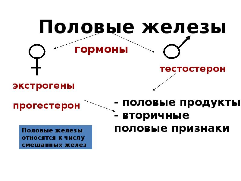 1 женские половые железы. Строение и функции половых желез. Эндокринная часть половых желез гормоны. Эндокринная часть половых желез функции. Эндокринная часть половых.желез кратко.