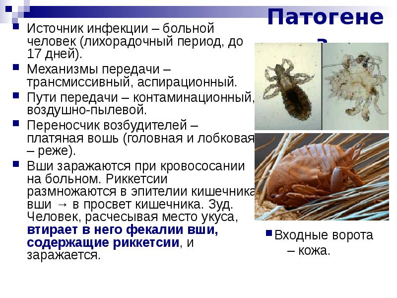 На какой день вши начинают откладывать яйца