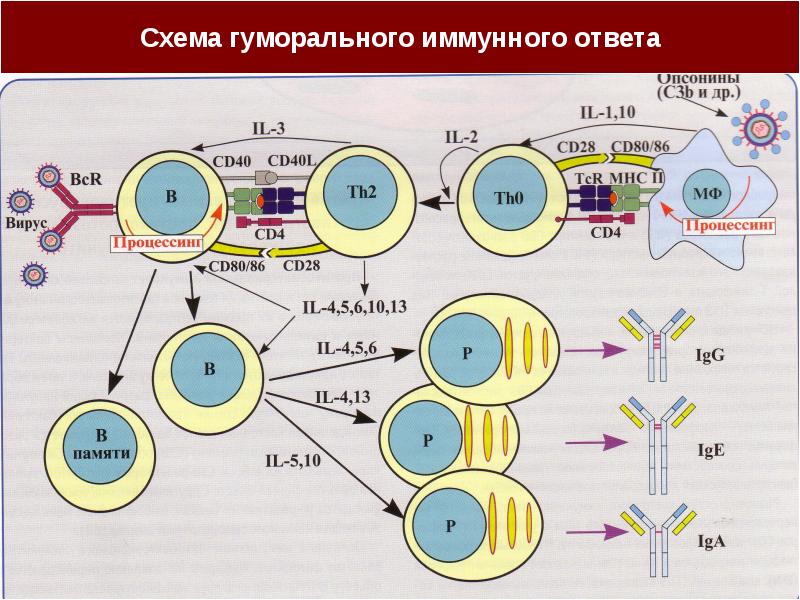 Гуморальный иммунитет иммунология презентация