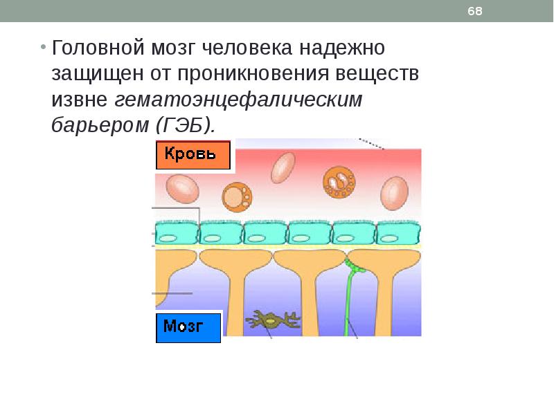 Гематоликворный барьер схема