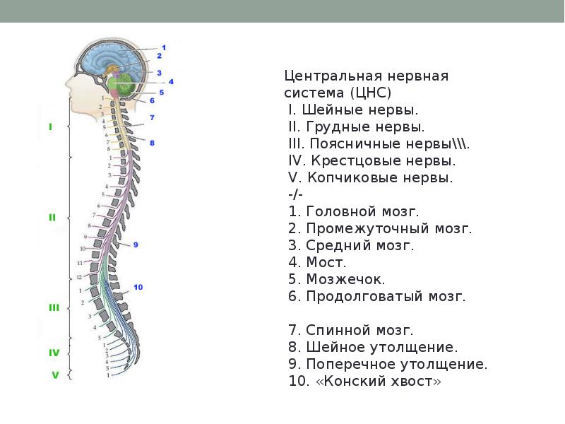 Цнс это. Центральная нервная система. Центральная нервная система (ЦНС). ЦНС схема. Функции ЦНС.