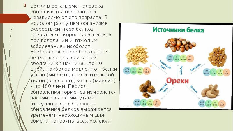 Белки в организме человека обновляются постоянно и независимо от его возраста. Белки в организме человека обновляются постоянно и независимо от его возраста.