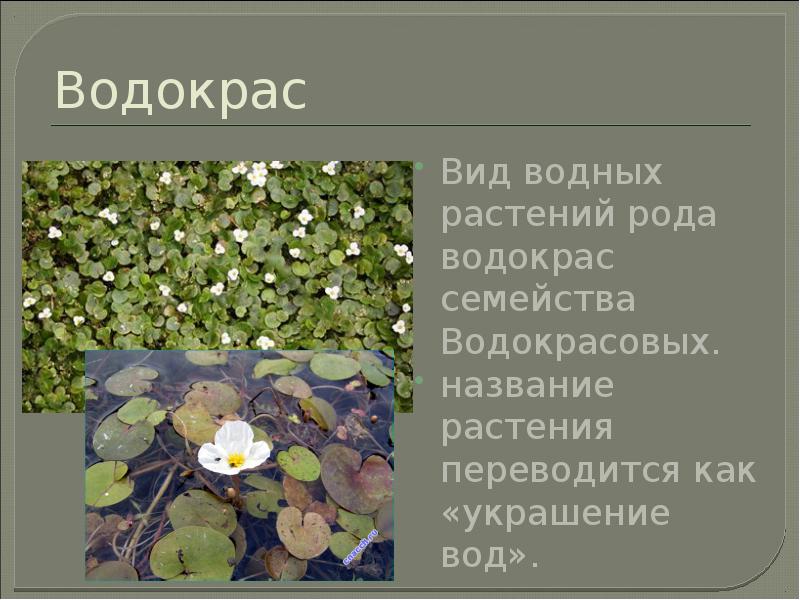 Городская флора презентация