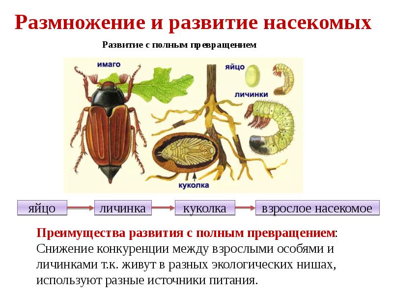 Презентация на тему развитие животных с превращением и без превращения 7 класс