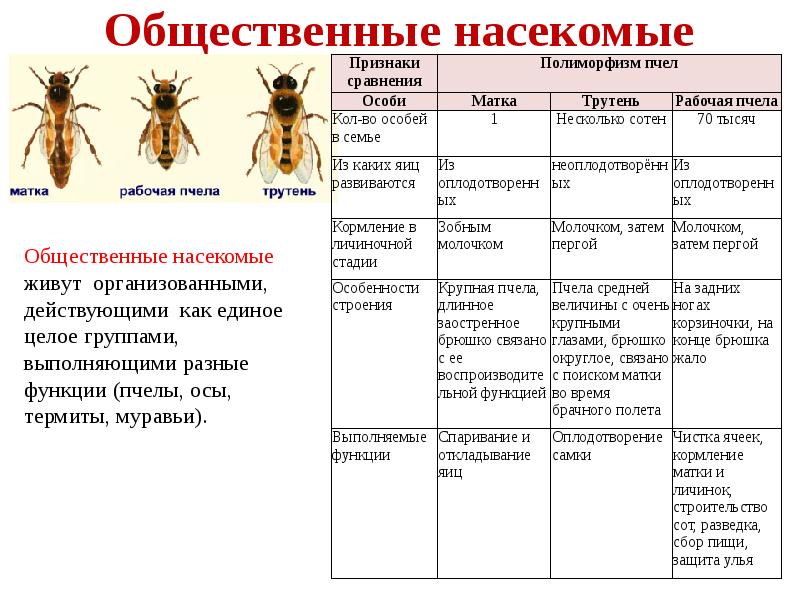 Насекомые пчелы муравьи. Общественные насекомые. Общественные насекомые таблица. Признаки общественных насекомых. Социальные насекомые.