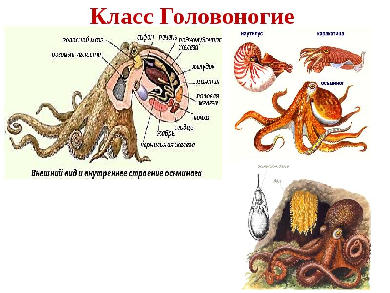 Презентация моллюски головоногие моллюски