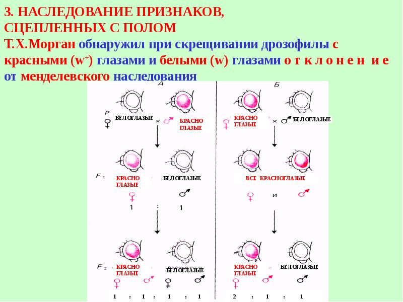 Сцепленные признаки