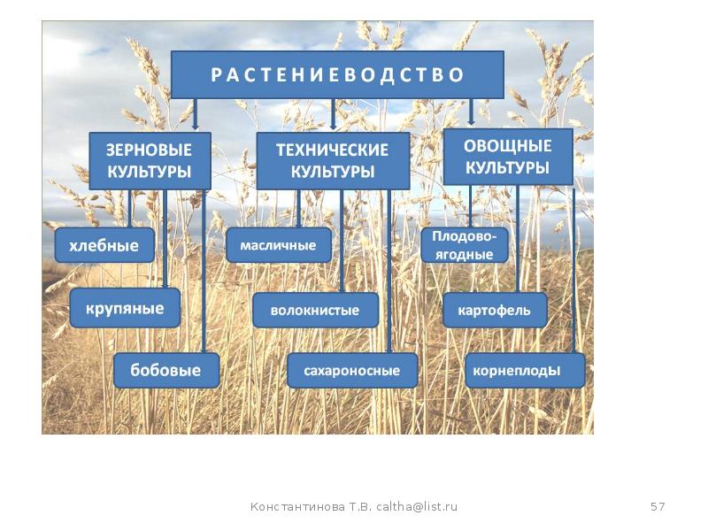 Зерновые культуры схема